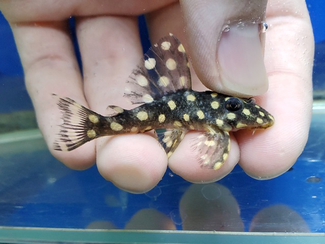 ファンシースポットペコルティア　ビッグスポット　2026年3月入荷！