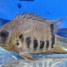 ヘロス　ノタータス　ネグロ　2025年入荷！　大特価！