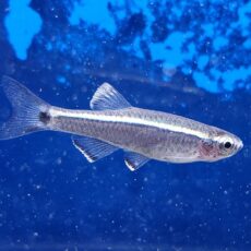 タニクティス sp. グアンシー　中国　2026年3月入荷！