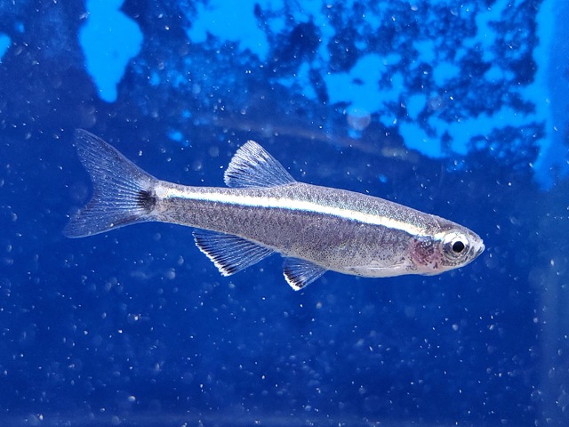 タニクティス sp. グアンシー　中国　2026年3月入荷！