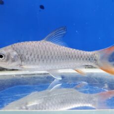 ラベオバルブス　マラガリシー　2　2026年3月入荷！