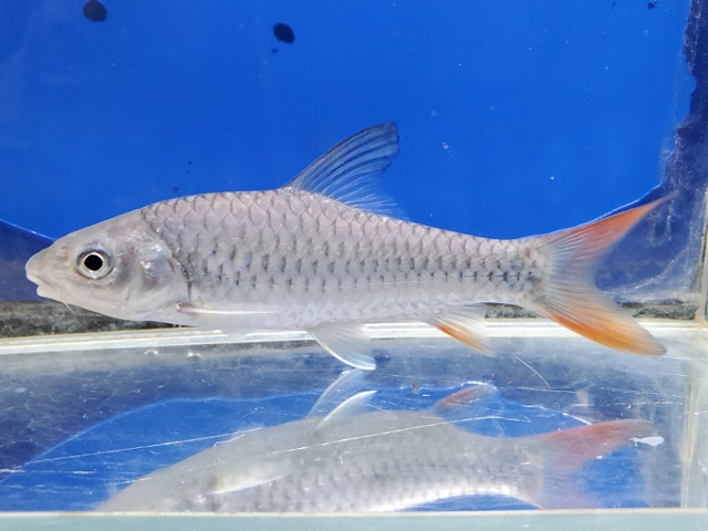 ラベオバルブス　マラガリシー　2　2026年3月入荷！