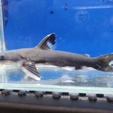 メガマウスキャット　シングー　2　2026年2月入荷！