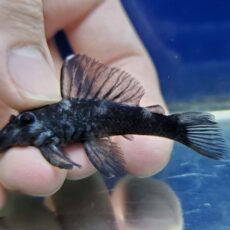 ブルーフィンパナクエ　2026年3月入荷！