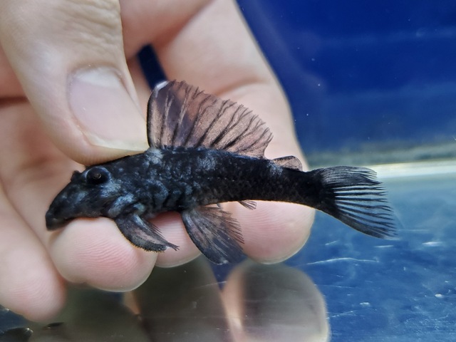 ブルーフィンパナクエ　2026年3月入荷！