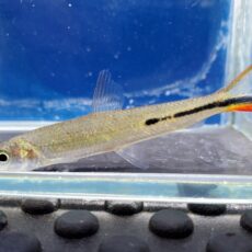 レッドテールヘミオダス　2026年3月入荷！　