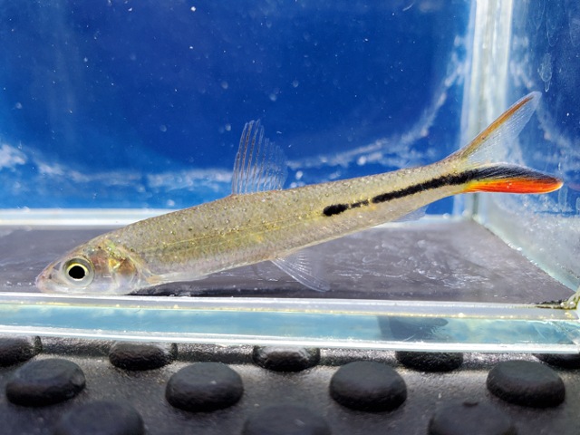 レッドテールヘミオダス　2026年3月入荷！　