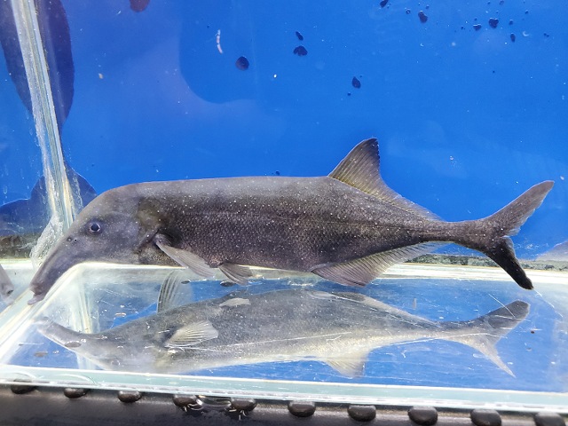 カンピロモルミルスsp.