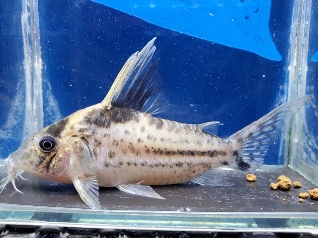 コリドラス　ロブスタス