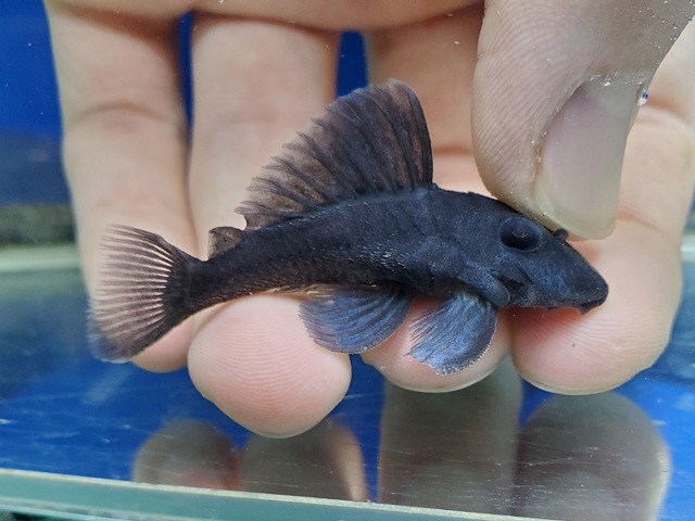 ブルーフィンパナクエ　2026年3月入荷！