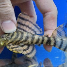 ラビリンスタイガープレコ　2　2026年3月入荷！