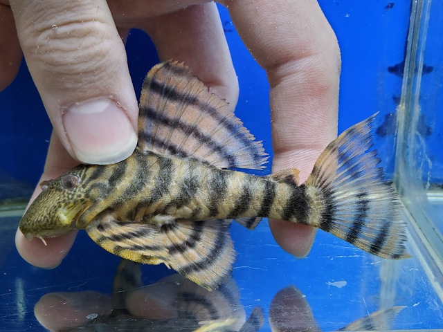ラビリンスタイガープレコ　2　2026年3月入荷！