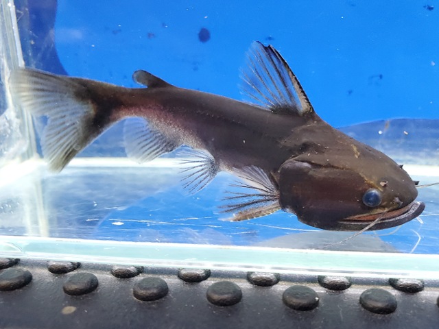 バトラクスキャット