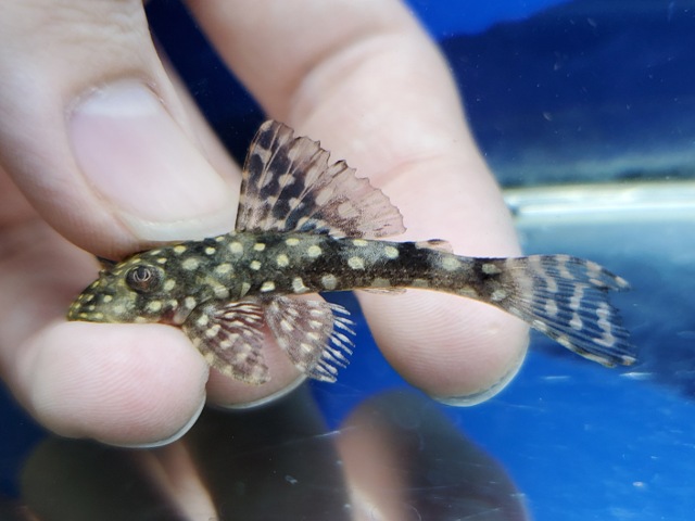 ヒポストムス　セルタネージョ