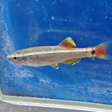 タニクティス sp.　中国　2026年3月入荷！