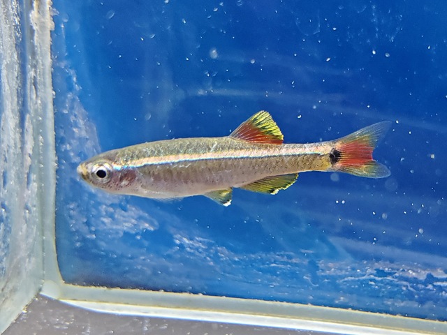 タニクティス sp.　中国　2026年3月入荷！