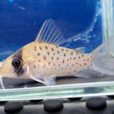 コリドラス　ロングノーズシクリ　2025年入荷！