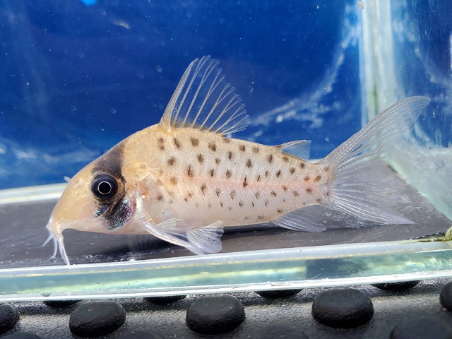 コリドラス　ロングノーズシクリ　2025年入荷！