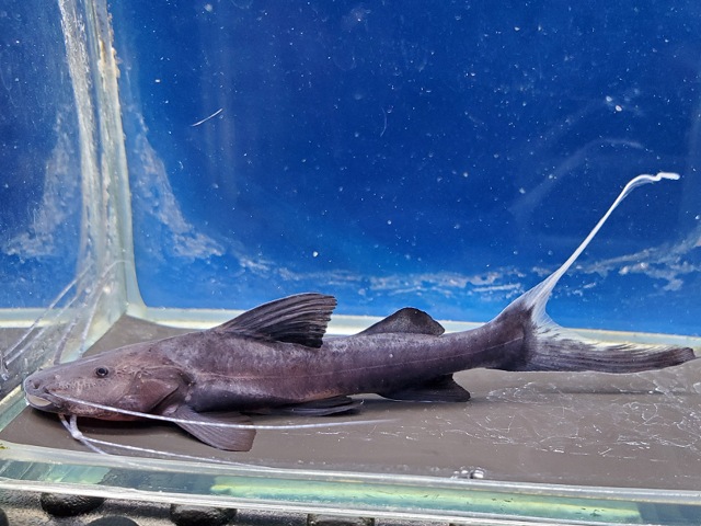 バンデッドピラムターバ