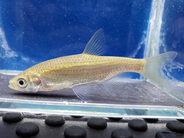 メトジア　リネアータ