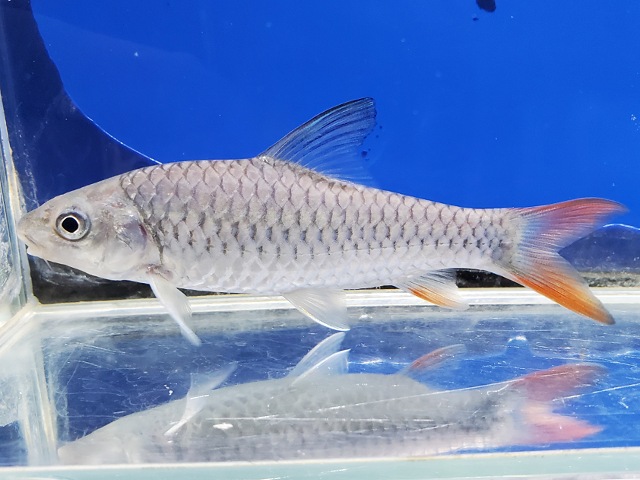 ラベオバルブス　マラガリシー