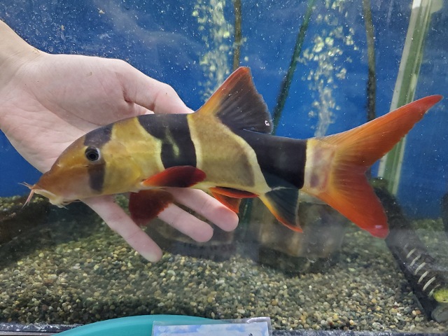 クラウンローチ