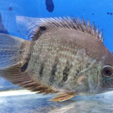 ヘロス sp. マディラブルー　2025年入荷！