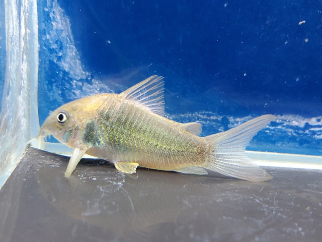 コリドラス　アエネウス