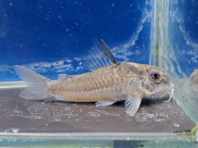 コリドラス　ヴィクトリア