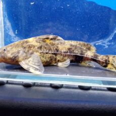 リノドラス　ペルー　2025年入荷！