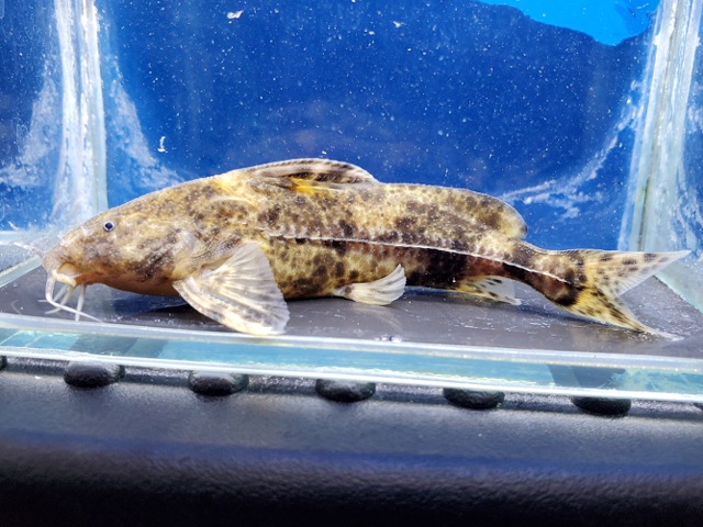 リノドラス　ペルー　2025年入荷！