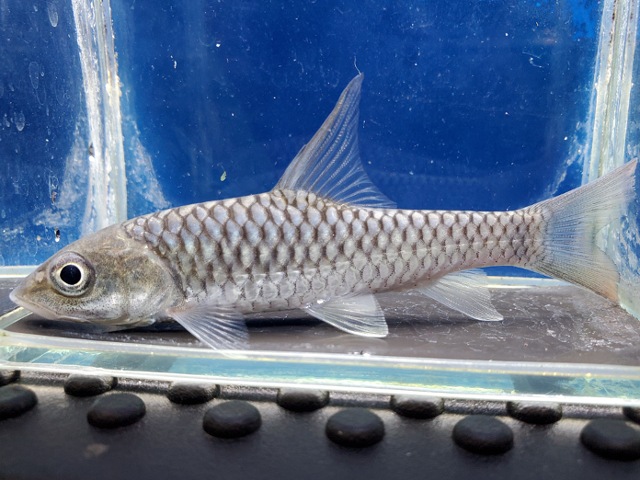 トール　プティトラ