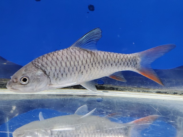 ラベオバルブス　マラガリシー　