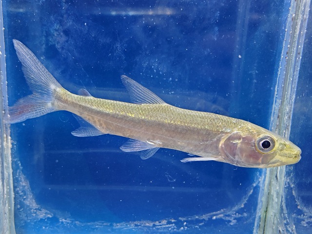 ゴリアテタイガーフィッシュ