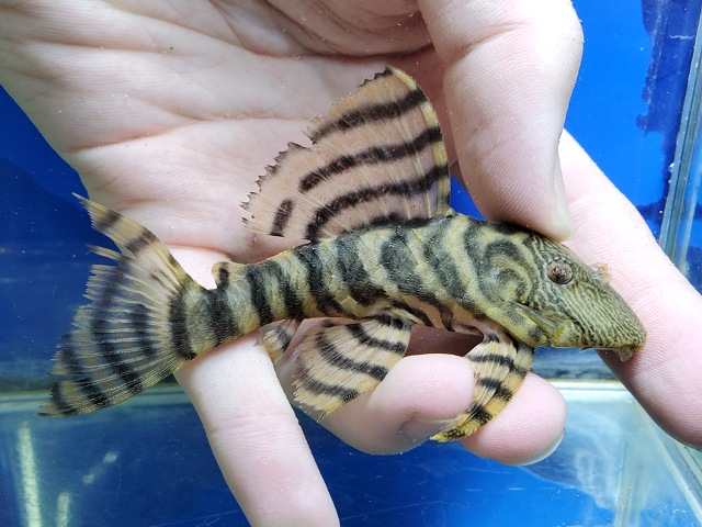 ラビリンスタイガープレコ