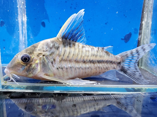 コリドラス　ロブスタス　フマイタ　2026年2月入荷！