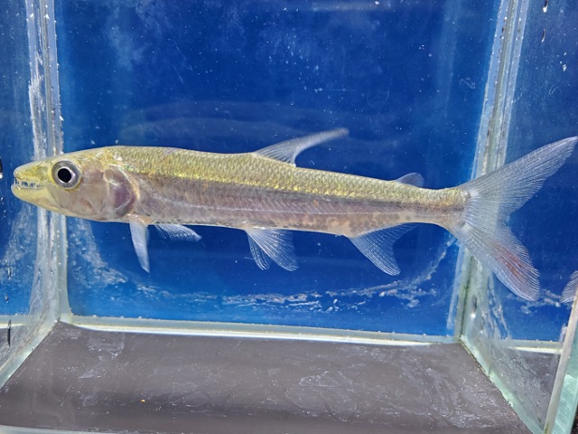 ゴリアテタイガーフィッシュ