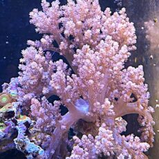 キバナトサカ　　２０２６年３月８日撮影