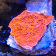 キッカサンゴ　メタレッド　　２０２６年３月１３日撮影