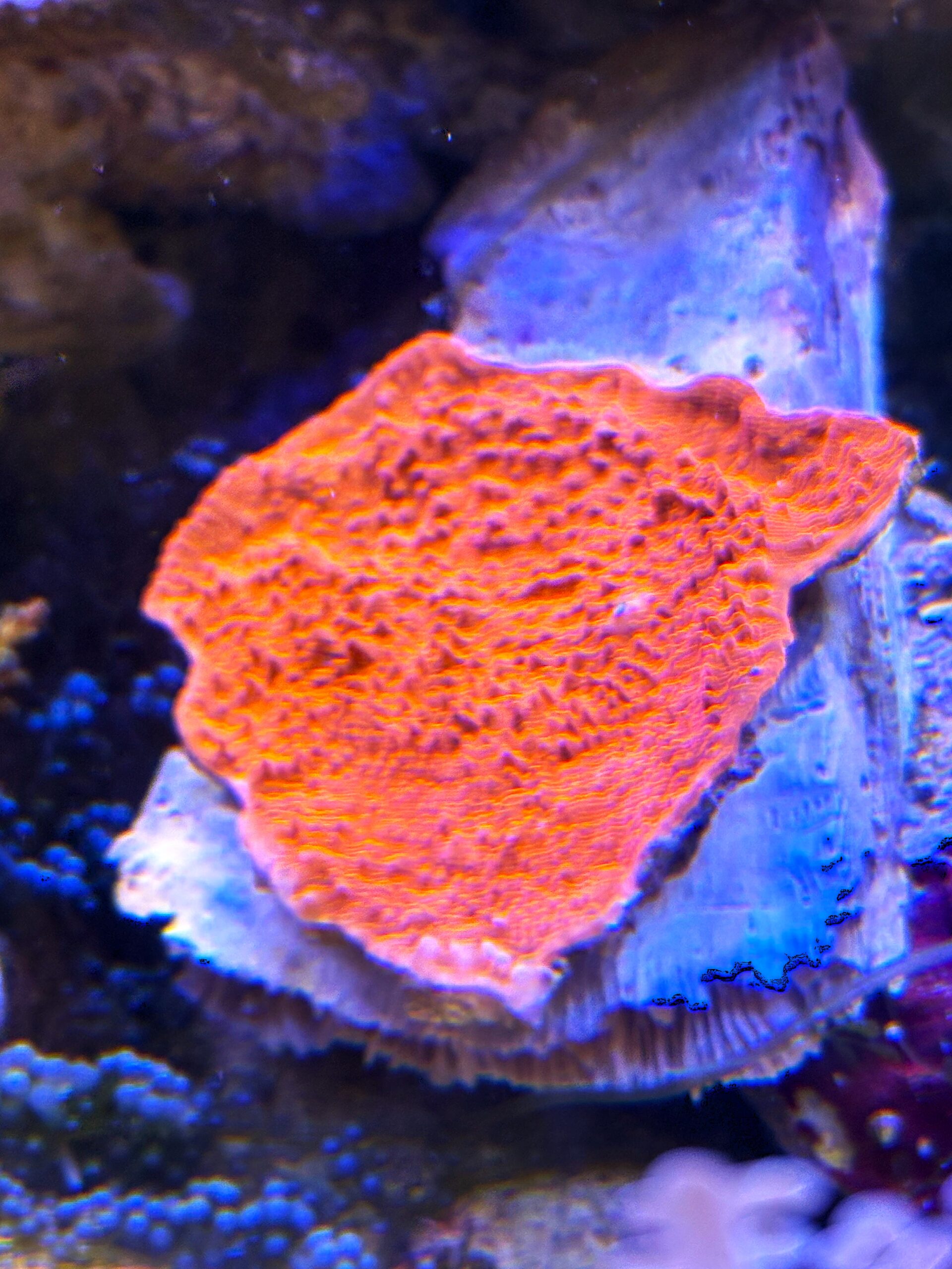 キッカサンゴ　メタレッド　　２０２６年３月１３日撮影