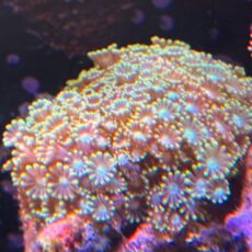 エダアワサンゴ　メタリックグリーン　　２０２６年３月２１日撮影