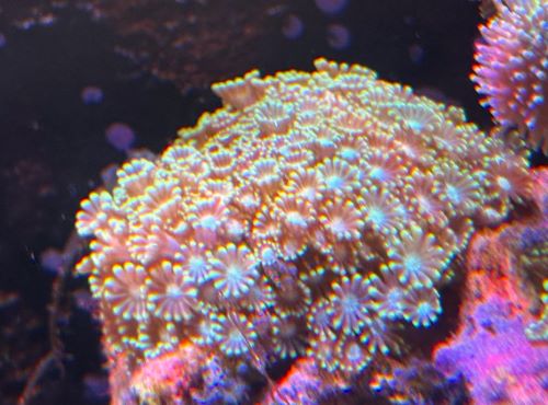 エダアワサンゴ　メタリックグリーン　　２０２６年３月２１日撮影