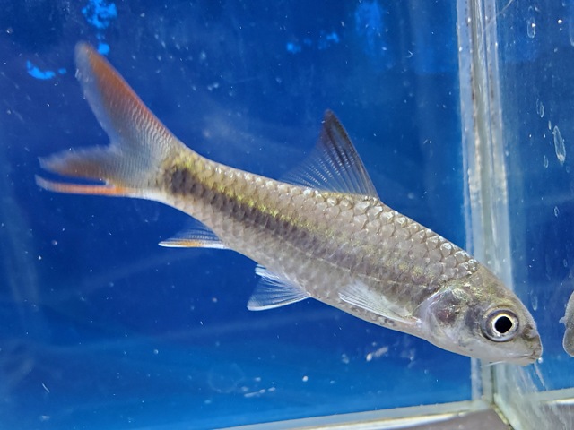 ラベオバルブスsp.