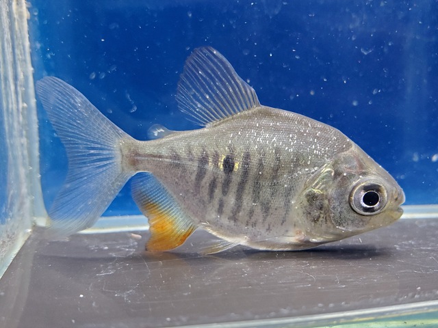 イエローコロソマ