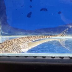 ラディノロリカリア　マクロミスタックス　コロンビア　2026年3月入荷！