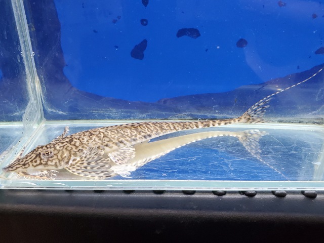 ラディノロリカリア　マクロミスタックス　コロンビア　2026年3月入荷！