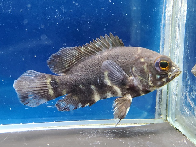 ワイルドオスカー