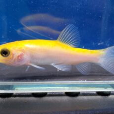 ゴールデンティンカティンカ　2026年4月入荷！