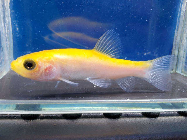 ゴールデンティンカティンカ　2026年4月入荷！