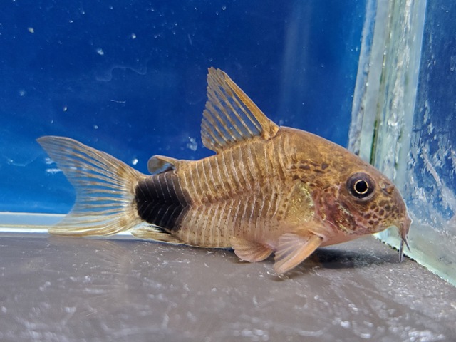 コリドラス　カウデュマクラータス